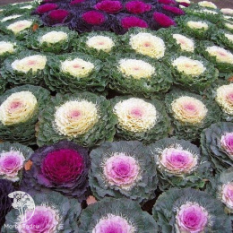 Капуста декоративная Кружевная мозаика