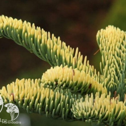 Пихта высокая Шервуди в контейнере