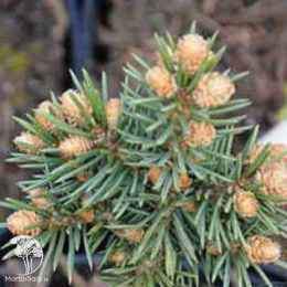 Ель колючая Вудсток на штамбе