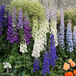 Смесь высоких многолетников Цветочный карнавал