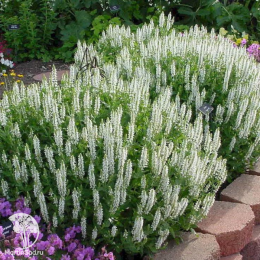 Набор для ароматной грядки шалфей Хот Липс + Сенсейшен Медиум Уайт + Нью Дименшн Роуз