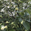 Сверхвыгодный комплект! Яблоня Белый налив + опылитель яблоня Китайка золотая (ранняя) фото 2 