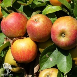 Яблоня Роуд Боскоп на штамбе