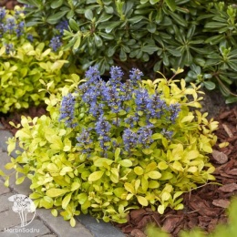 Ajuga Feathered Friends Canary Живучка ползучая Фезеред Френдс Канари