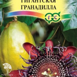 Пассифлора четырехгранная Гигантская гранадилла