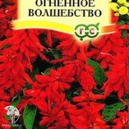 Сальвия Огненное волшебство