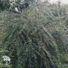 Ива пурпурная Пендула