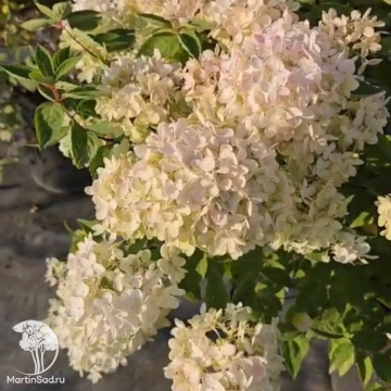 Фото Гортензия метельчатая Бомбшелл