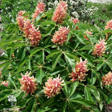 Фото Каштан конский Розеа нана