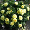 Пион древовидный Йеллоу Краун фото 2 