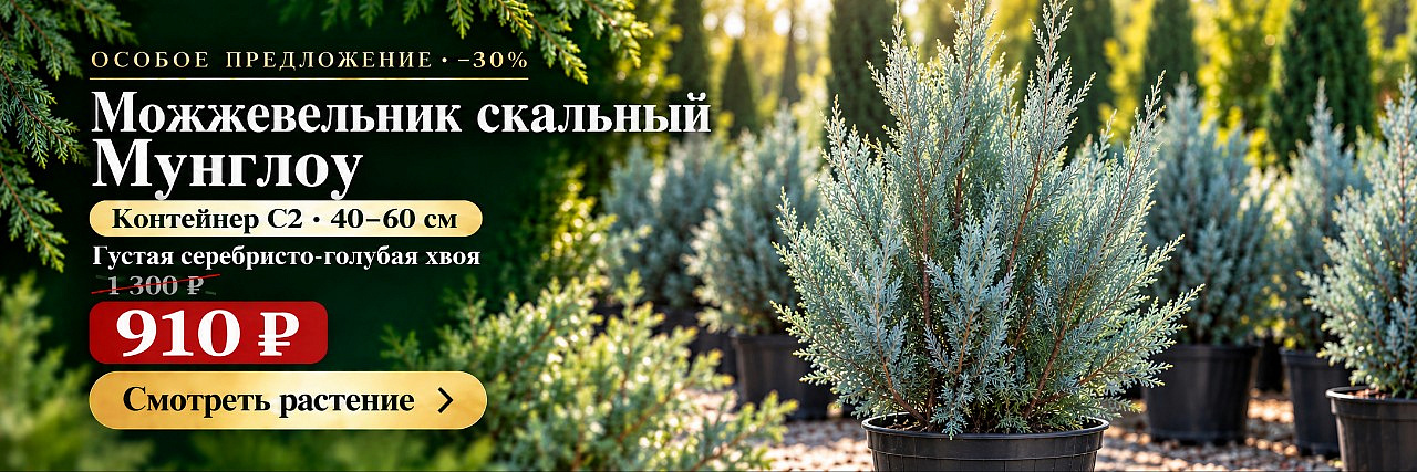 Можжевельник скальный Мунглоу