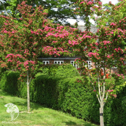 Боярышник средний Рубра Плена на штамбе