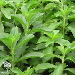 Стевия Медовая травка