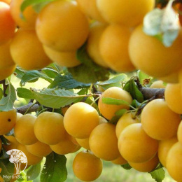 Алыча Сонейка