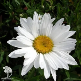 Нивяник наибольший Вайт Лайн