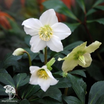Фото Морозник чёрный