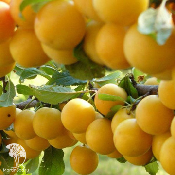 Фото Алыча Сонейка