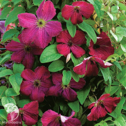 Клематис Карменсита