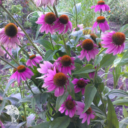 Эхинацея пурпурная Ливадия