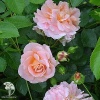 Роза плетистая Моргенгрусс фото 1 
