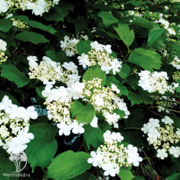 Калина складчатая Килиманджаро