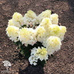 Гортензия метельчатая Ливинг Литтл Рози