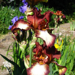 Ирис бородатый Римфайр