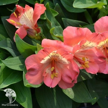Фото Alstroemeria Valley Girl Альстромерия Валлей Гёрл