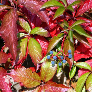 Фото Виноград девичий пятилисточковый Мурорум