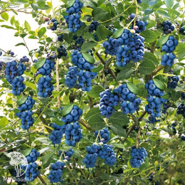 Голубика высокорослая Лесное сокровище