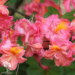 Азалия гибридная Джуанита