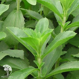 Стевия Медовая травка