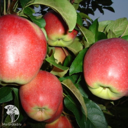 Яблоня домашняя Лигол (зимняя)