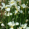 Ирис сибирский белый Альба фото 1 
