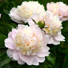 Фото Пион молочноцветковый Ширли Темпл