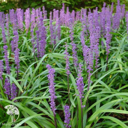 Лириопе мускари Биг Блю