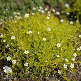 Мшанка шиловидная Аурея (Лайм Мосс)