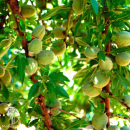 Миндаль Бумажный