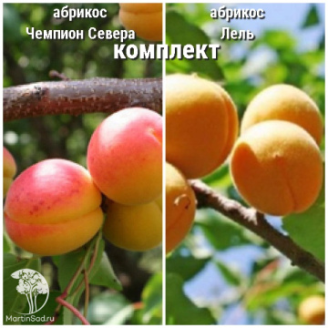 Фото Абрикос Чемпион Севера + опылитель абрикос Лель