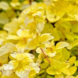 Origanum vulgare Gold nugget Душица обыкновенная Голд Наггет