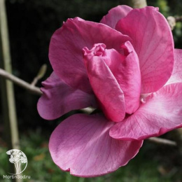 Магнолия гибридная Феликс Джури