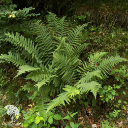 Папоротник мужской