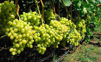 Болезни винограда и их лечение