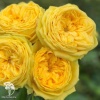 Роза флорибунда Каталина фото 3 
