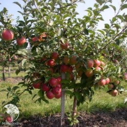 Яблоня Мельба