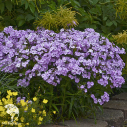 Флокс гибридный Опенинг Экт Блаш