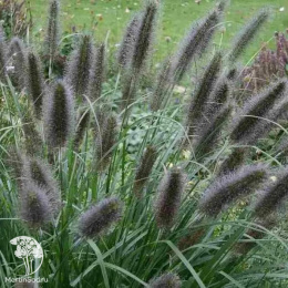 Пеннисетум лисохвостый Блэк Бьюти