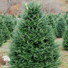 Пихта новогодняя Фрейзер