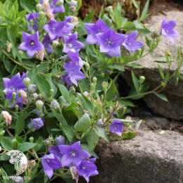 Ширококолокольчик крупноцветковый (Платикодон крупноцветковый) Мариеси