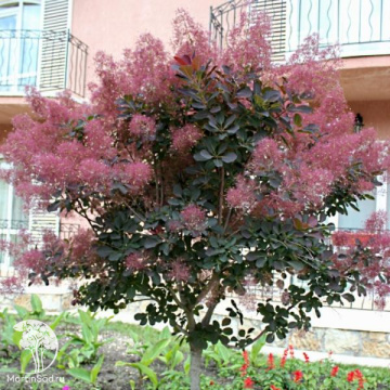 Фото Скумпия кожевенная Фоллис Пурпуреус на штамбе